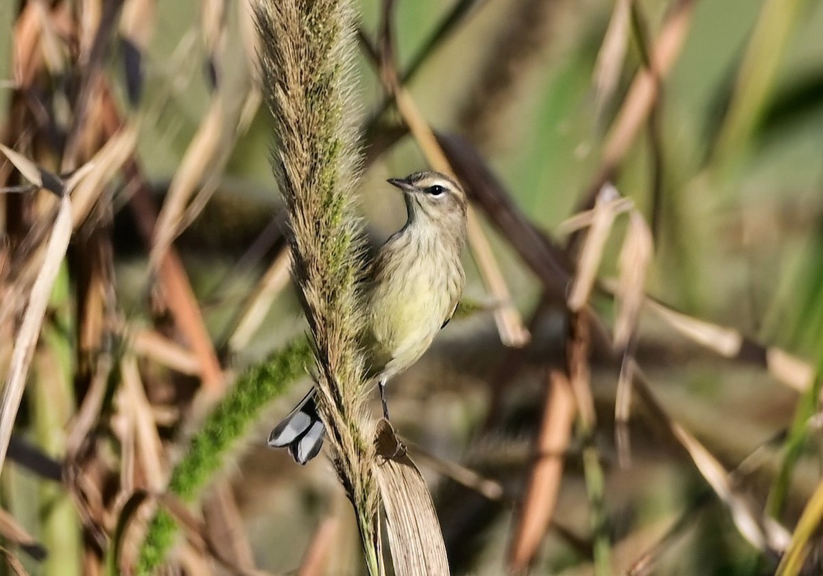Palm Warbler - ML642424114