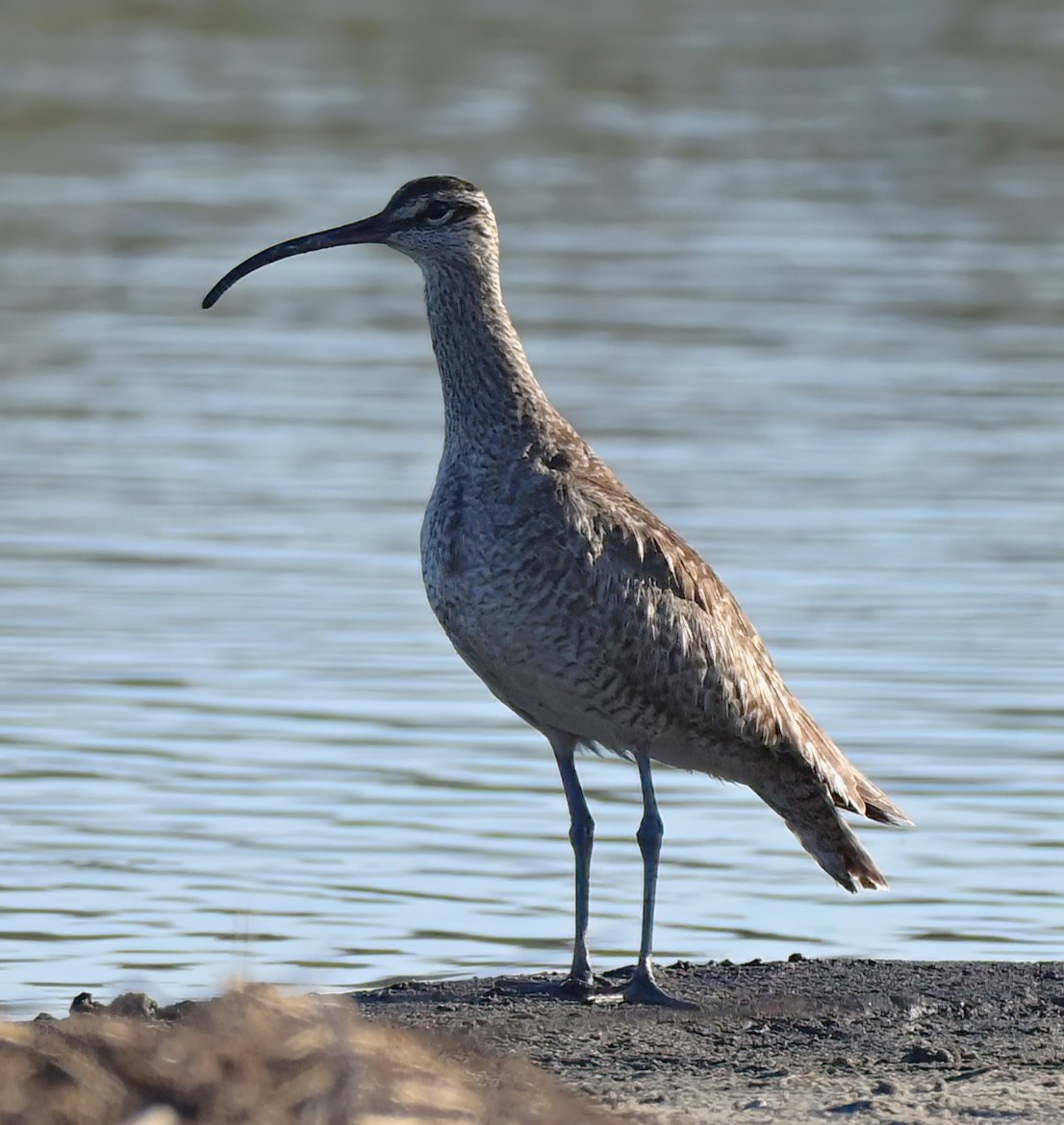 Whimbrel (Hudsonian) - ML642424120