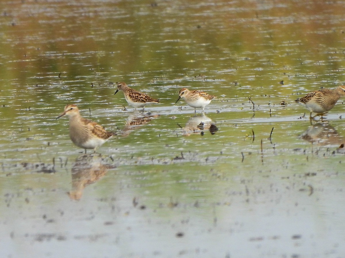 Least Sandpiper - ML642424125