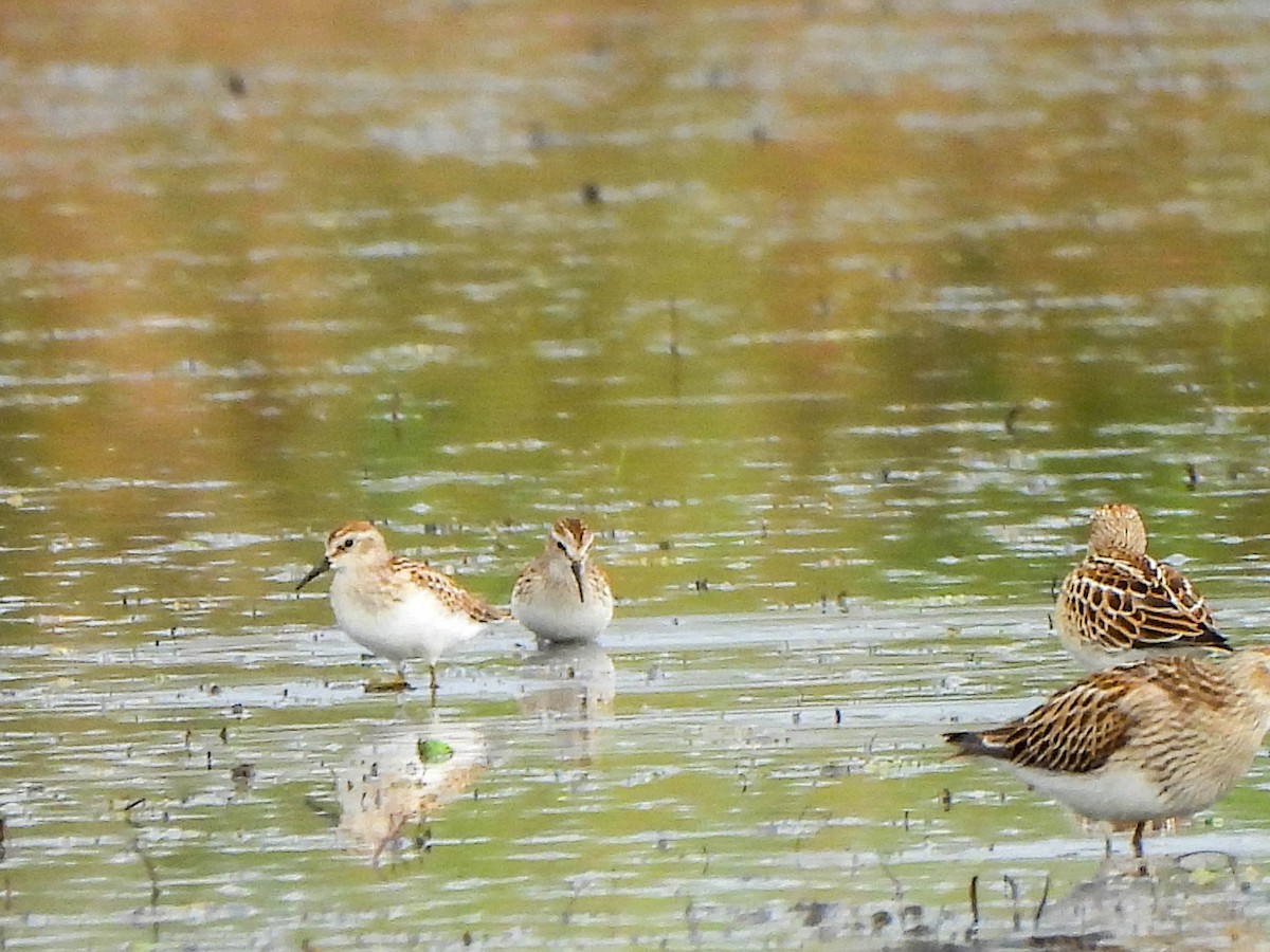 Least Sandpiper - ML642424126