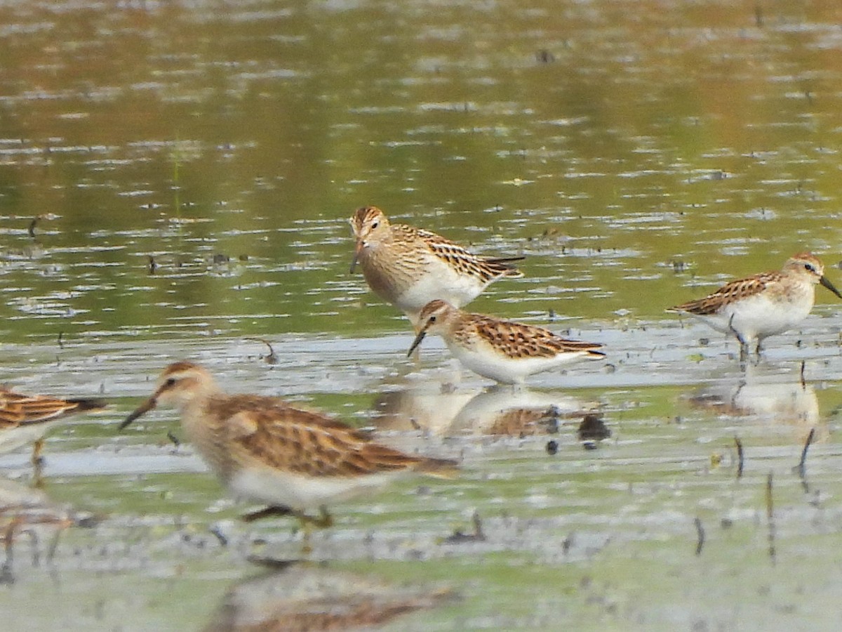 Least Sandpiper - ML642424128