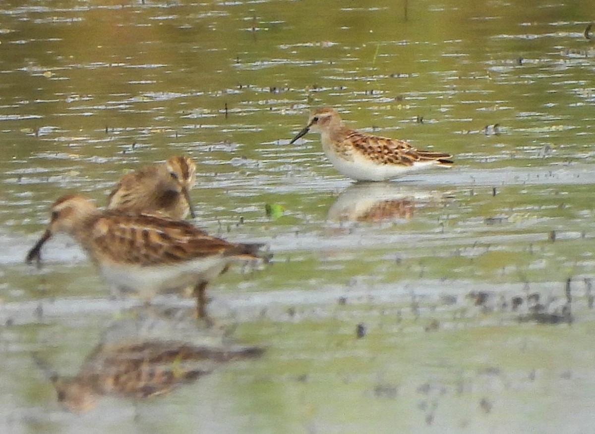 Least Sandpiper - ML642424130