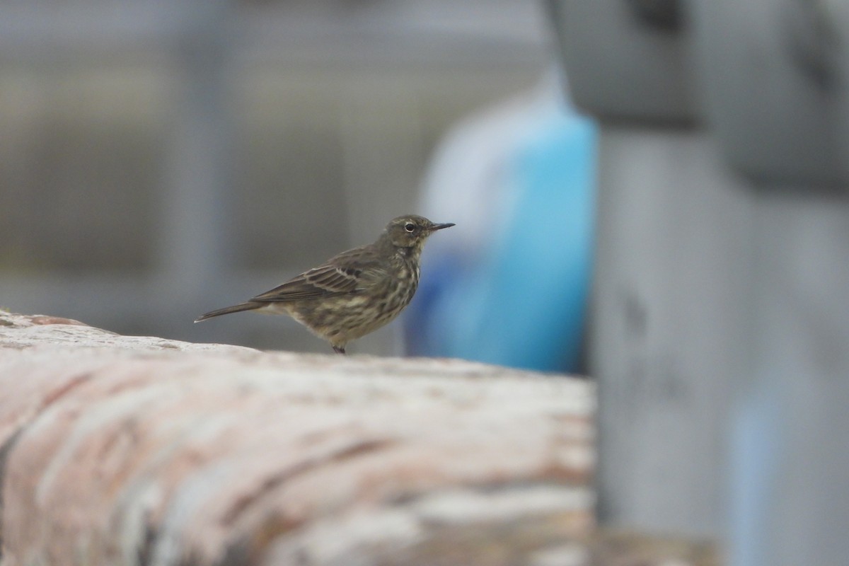 Rock Pipit - ML642424139