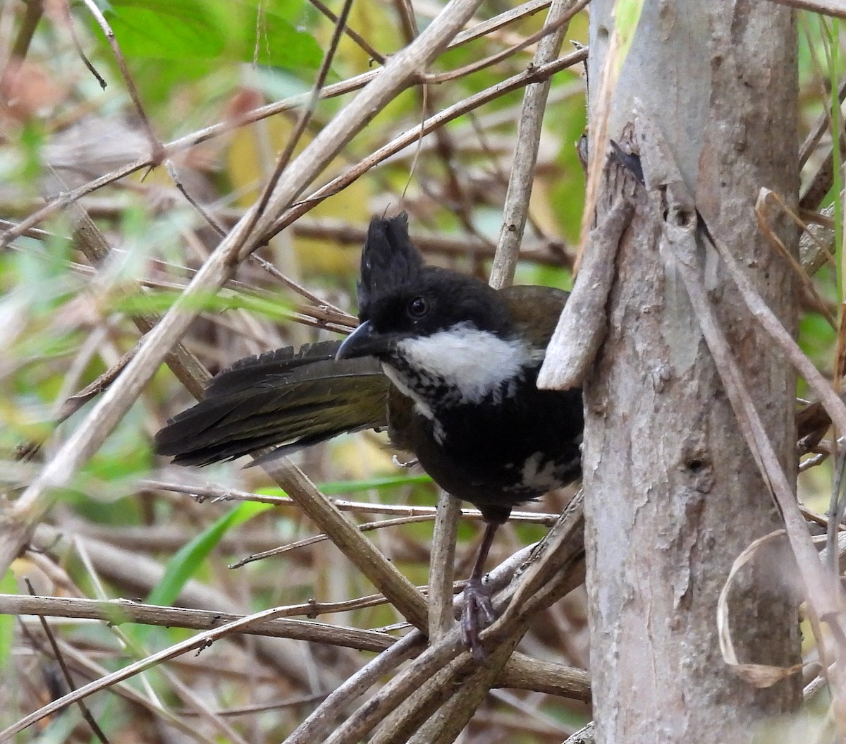 Eastern Whipbird - ML642424145