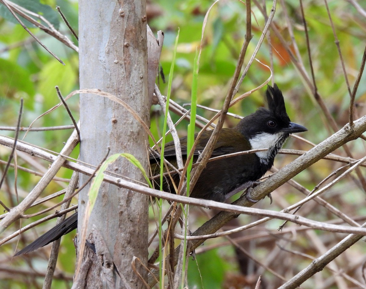 Eastern Whipbird - ML642424149