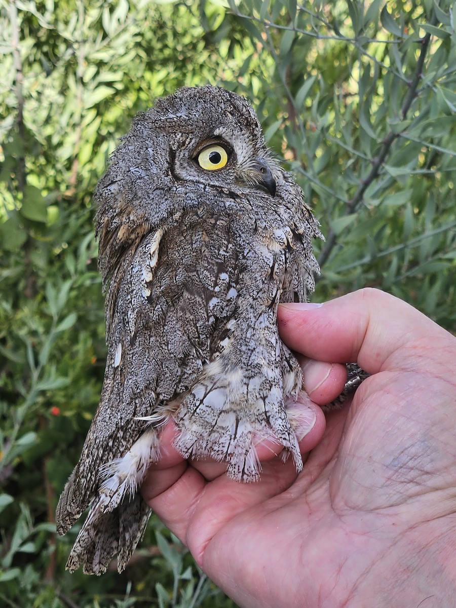 Eurasian Scops-Owl - ML642424151