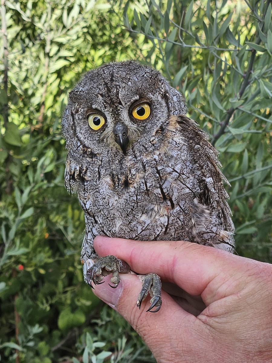 Eurasian Scops-Owl - ML642424152