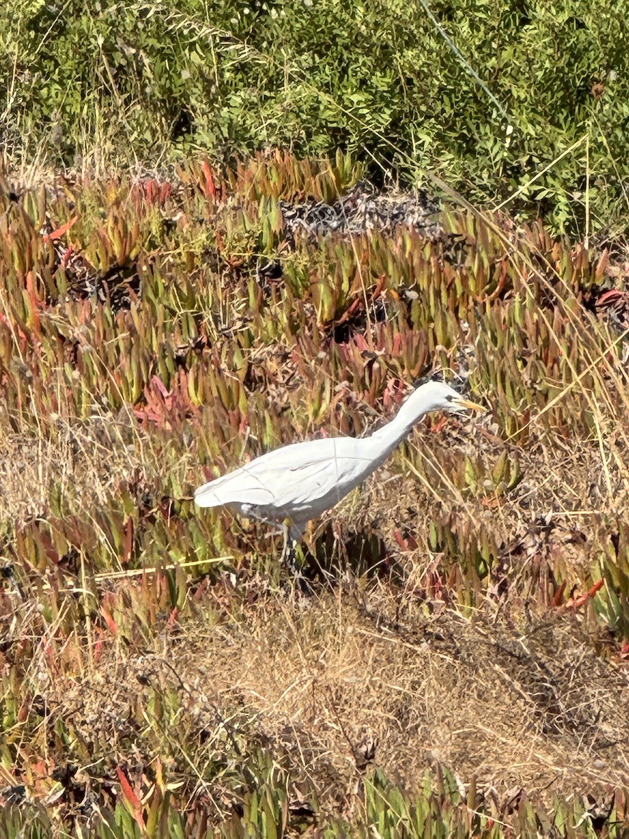 Western Cattle-Egret - ML642424193