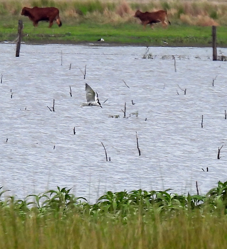 Whiskered Tern - ML642424196