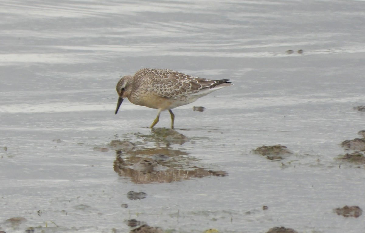Red Knot - ML642424198