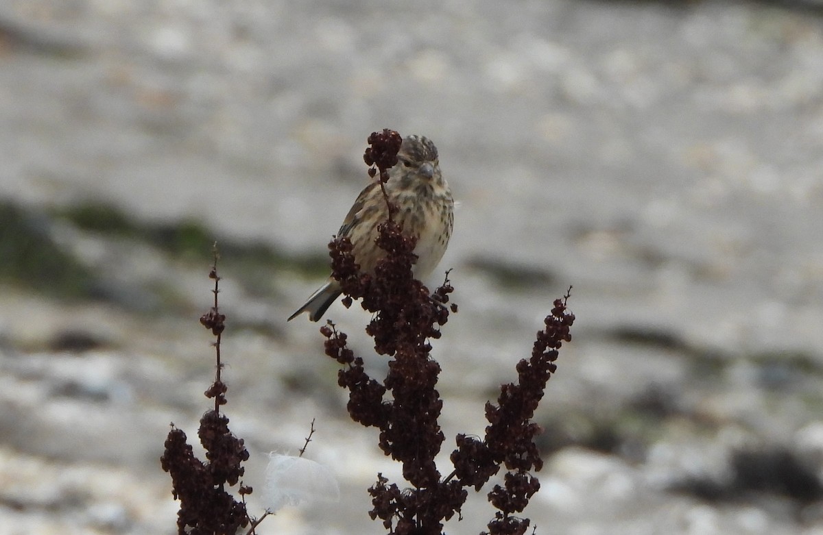 Eurasian Linnet - ML642424201