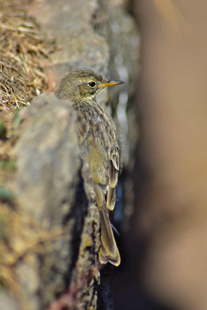Rock Pipit - ML642424212