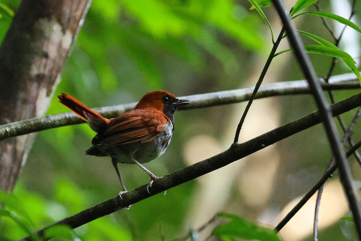 Okinawa Robin - ML642424216