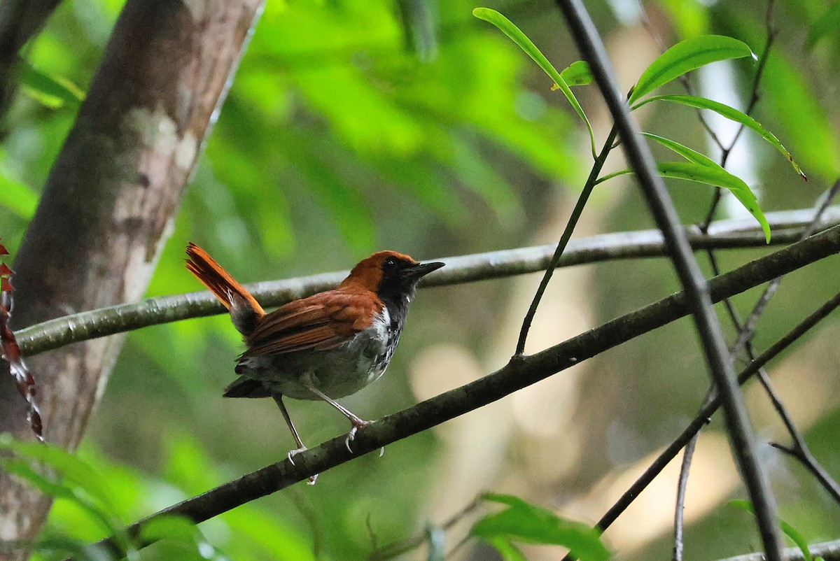 Okinawa Robin - ML642424217