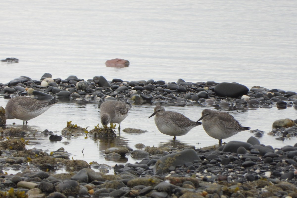 Red Knot - ML642424218