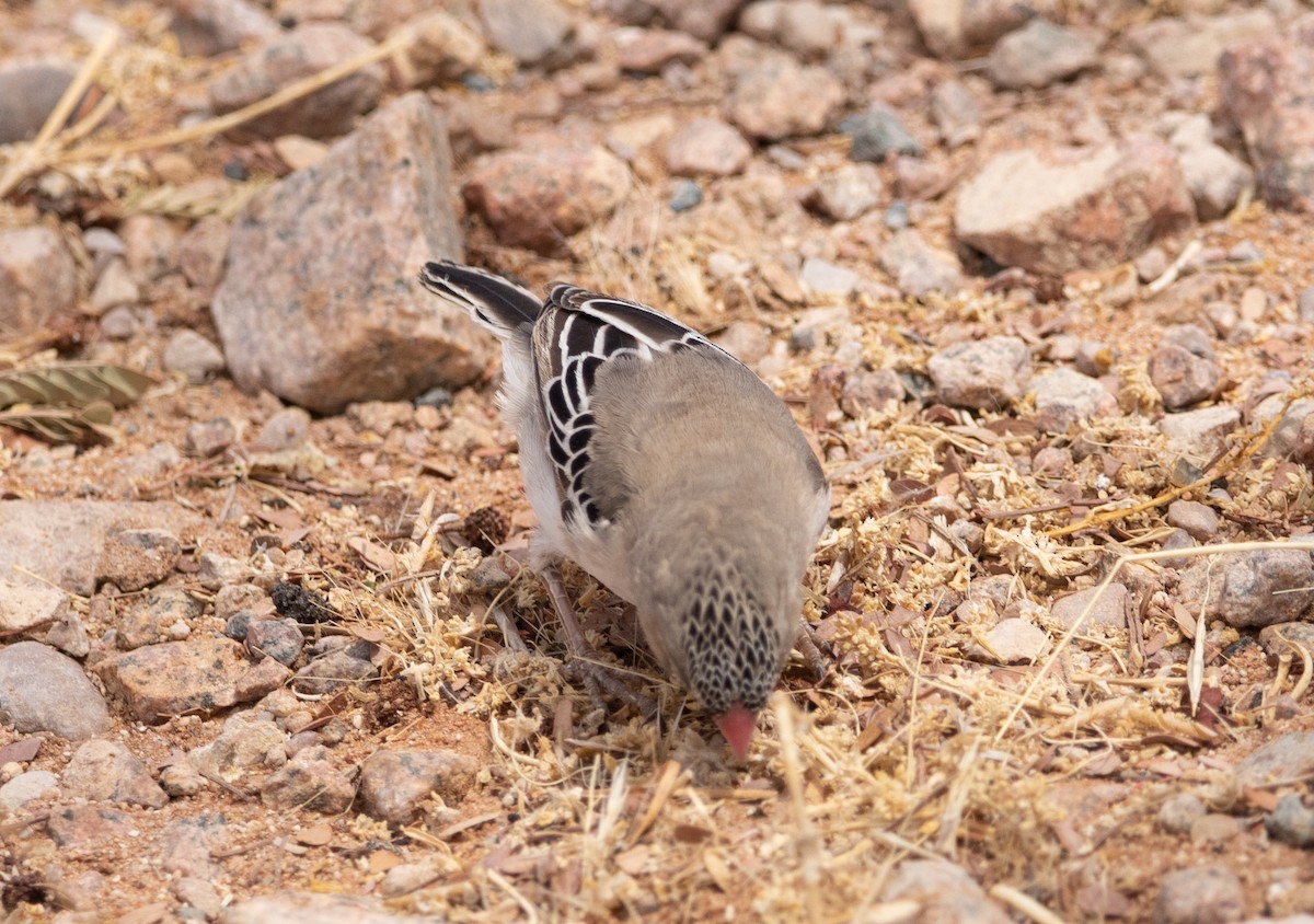 Scaly Weaver - ML642424249