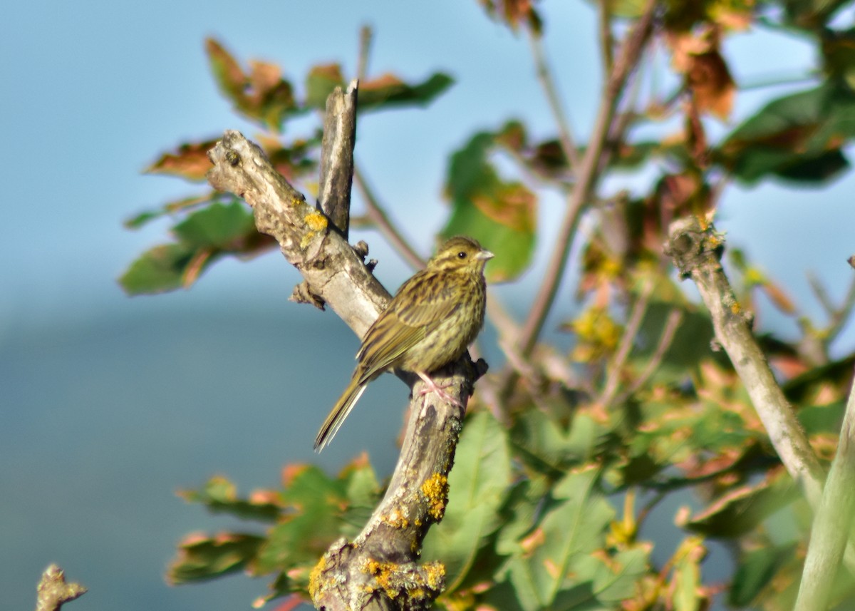 Cirl Bunting - ML642424252