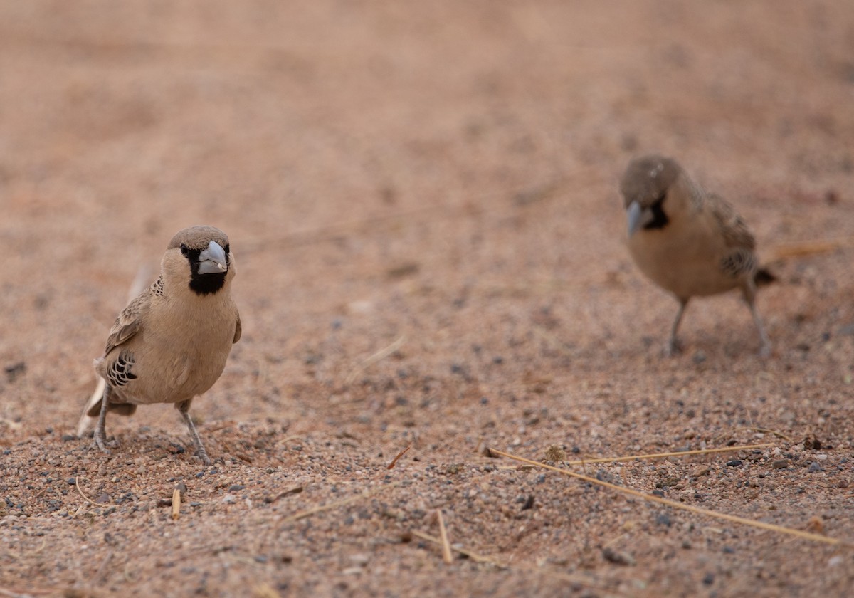 Sociable Weaver - ML642424256