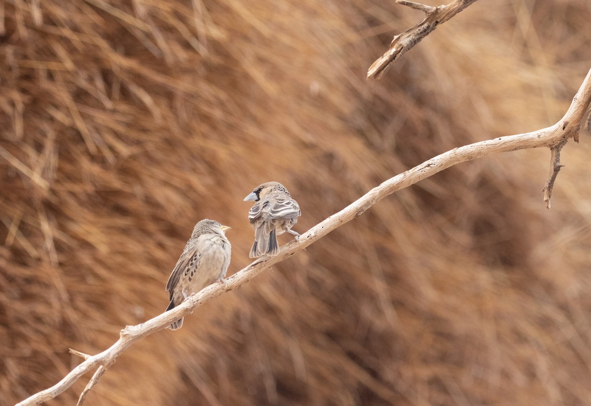 Sociable Weaver - ML642424257