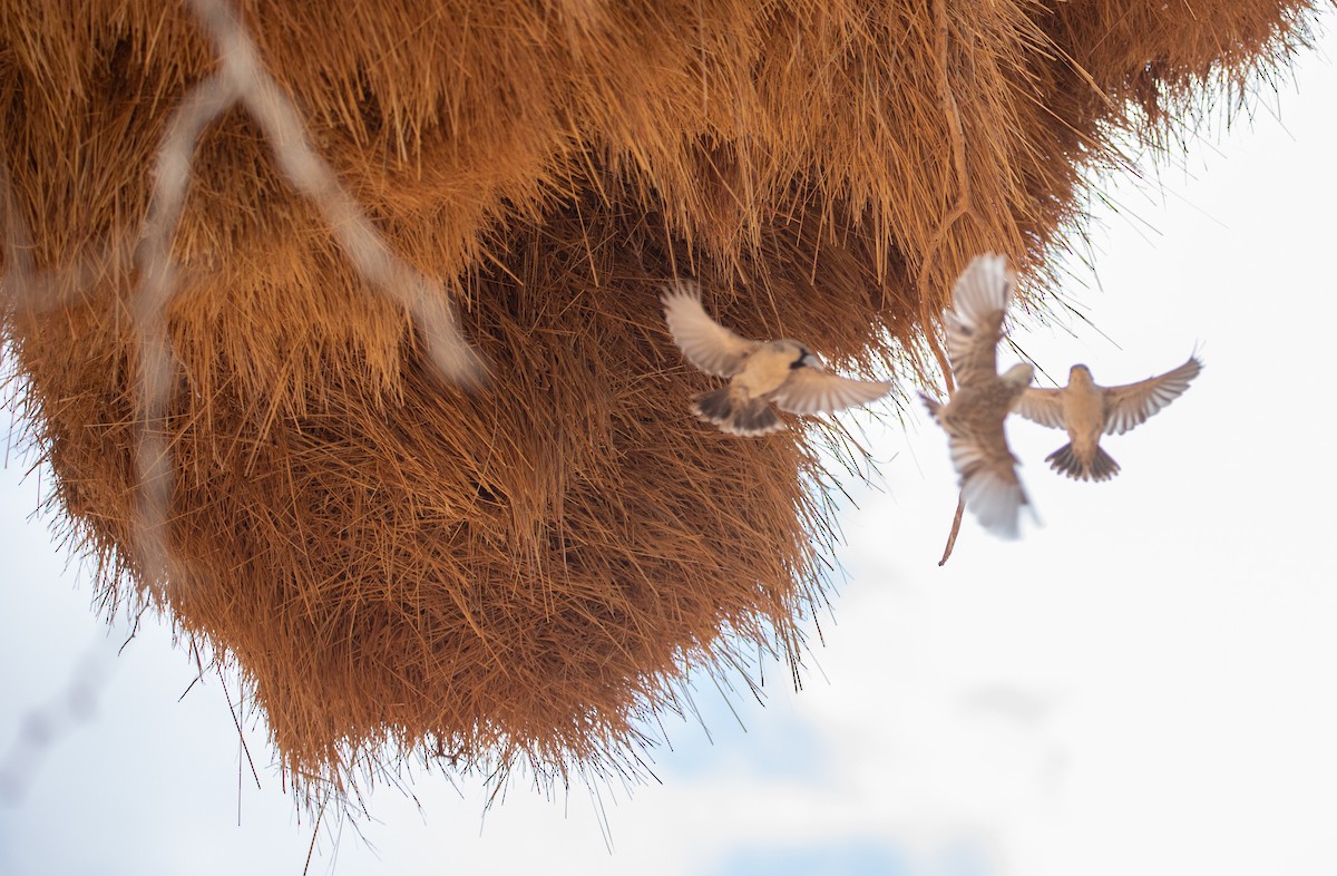 Sociable Weaver - ML642424258