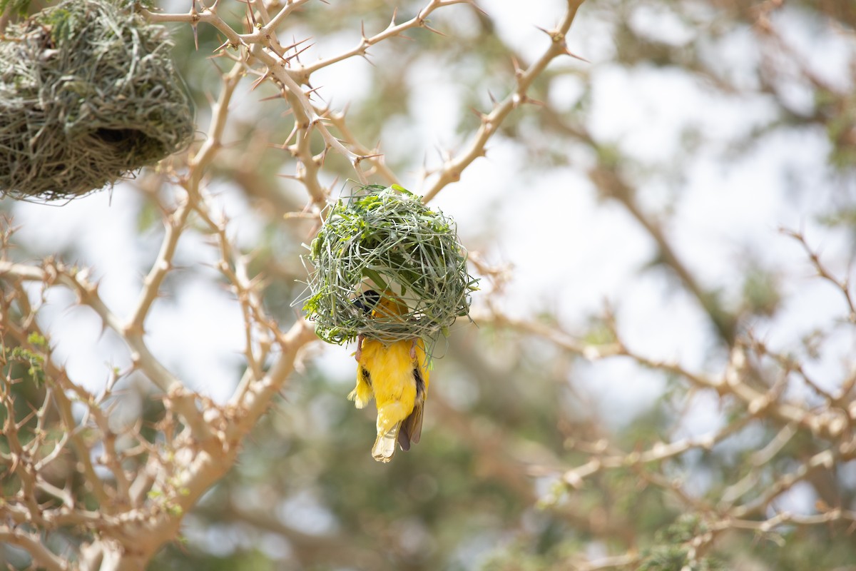 Southern Masked-Weaver - ML642424262