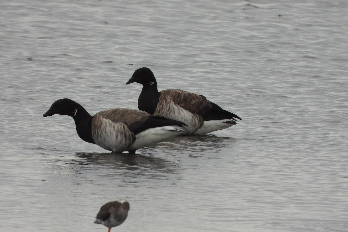 Brant - ML642424266