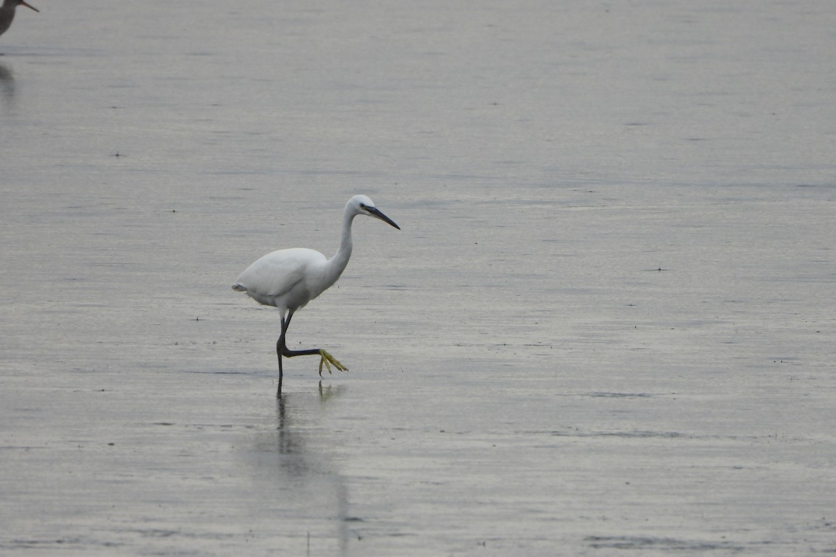 Little Egret - ML642424280