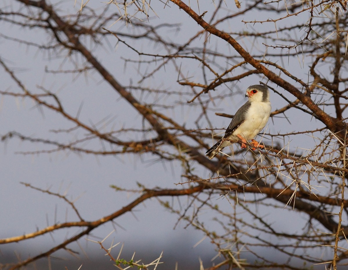Pygmy Falcon - ML642424325