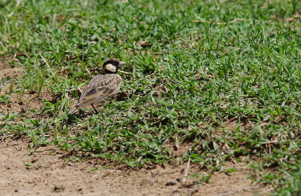 Fischer's Sparrow-Lark - ML642424343