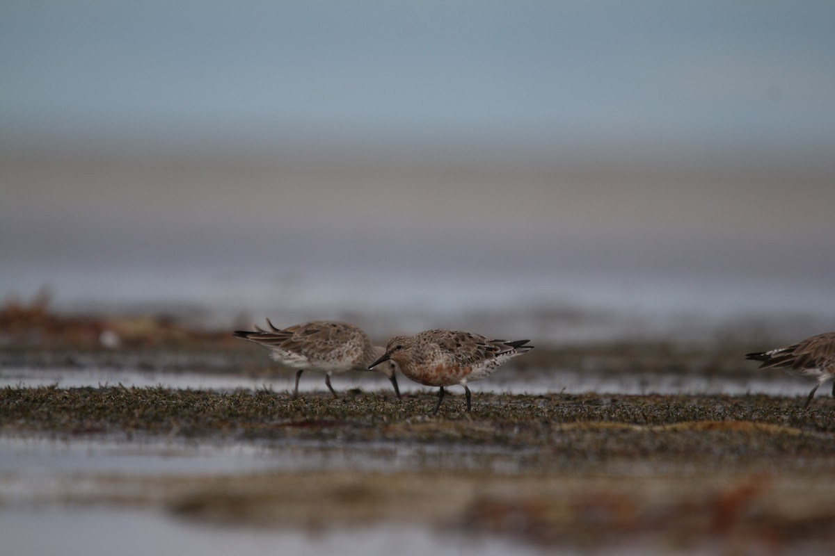 Red Knot - ML642424353
