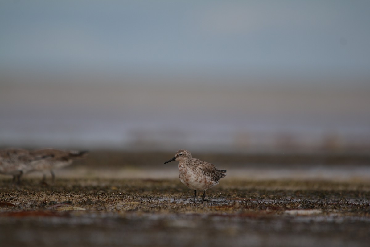 Red Knot - ML642424403