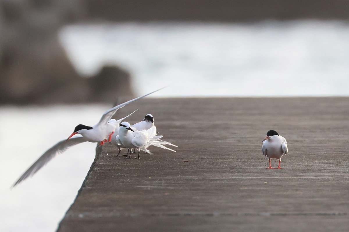 Roseate Tern - ML642424412