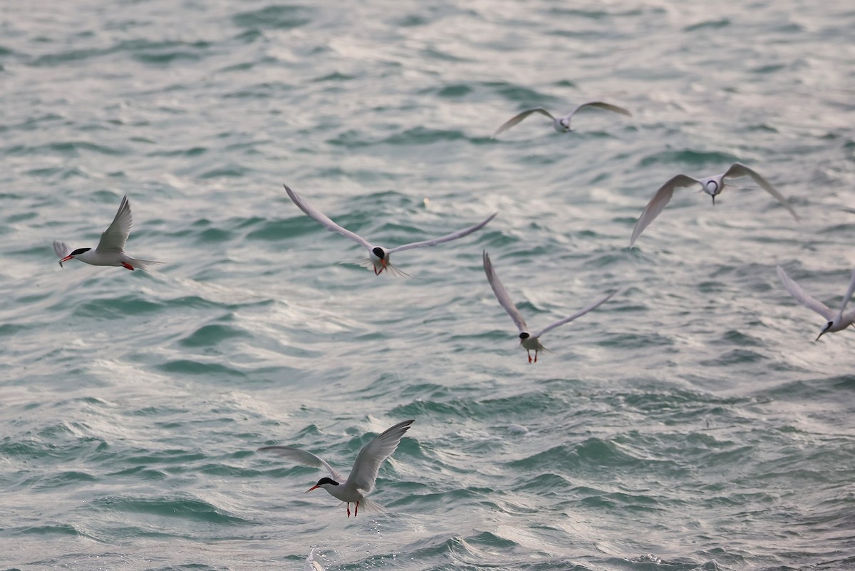 Roseate Tern - ML642424428