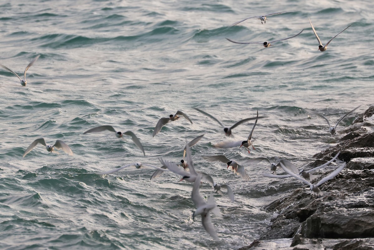 Roseate Tern - ML642424431