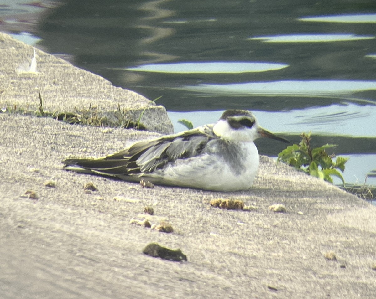 Red Phalarope - ML642424433