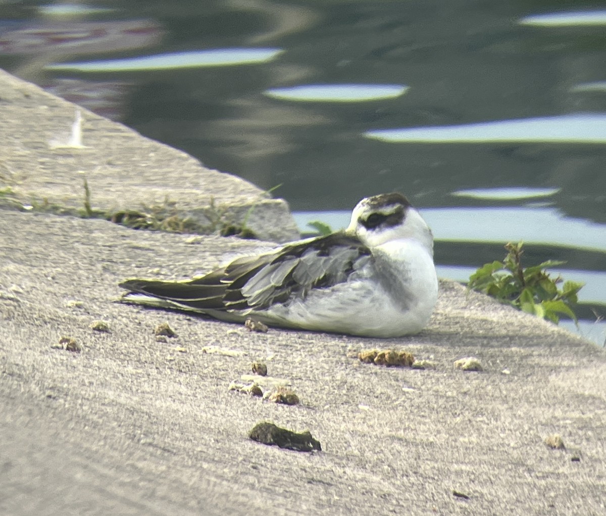Red Phalarope - ML642424434