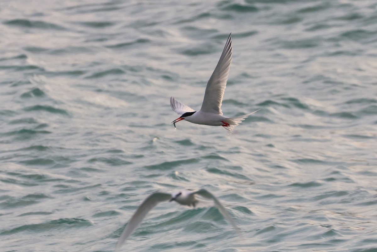 Roseate Tern - ML642424438