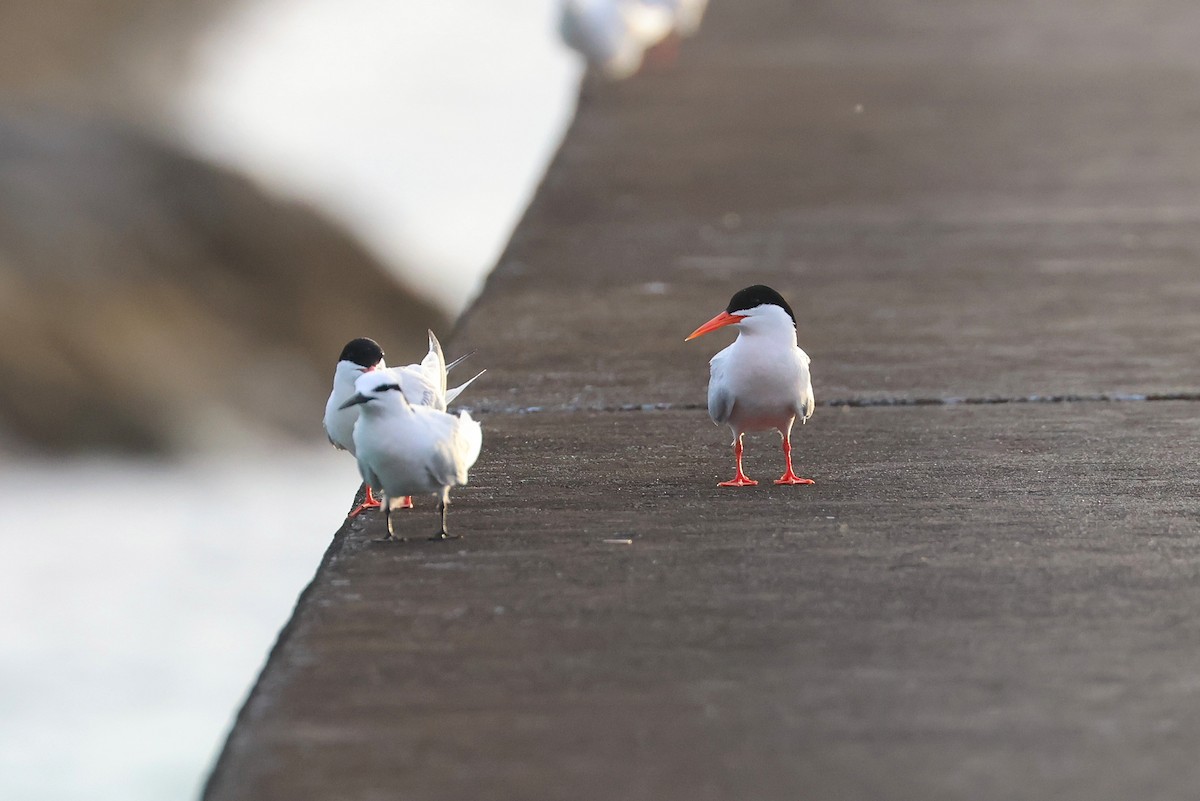 Roseate Tern - ML642424440
