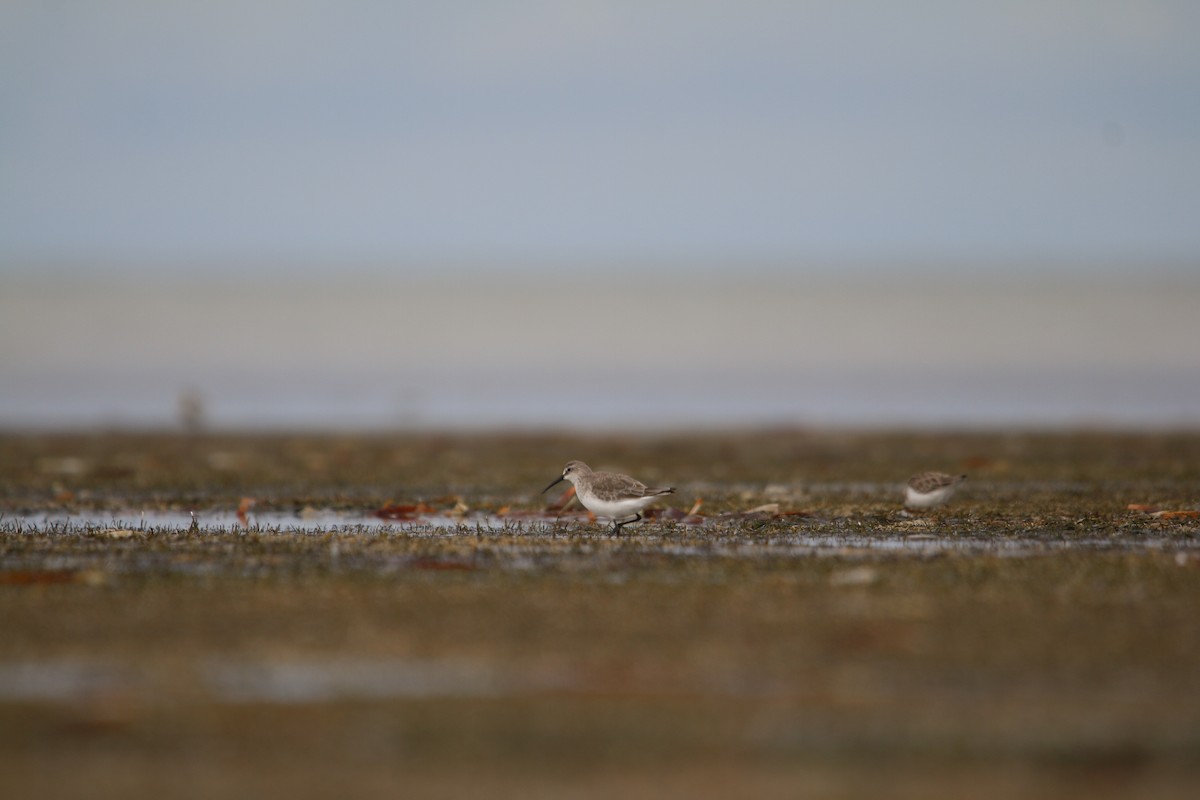 Curlew Sandpiper - ML642424477