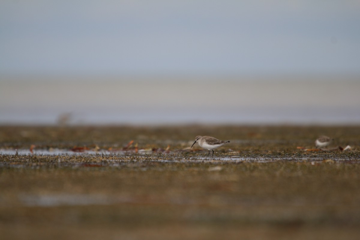 Curlew Sandpiper - ML642424489