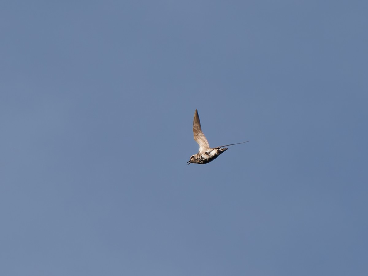 American Golden-Plover - ML642424490