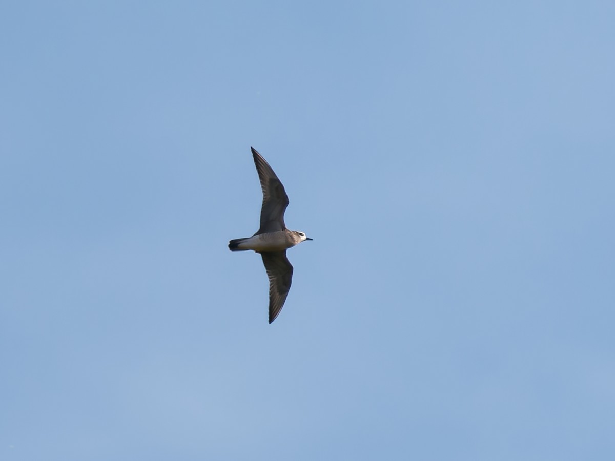 American Golden-Plover - ML642424491