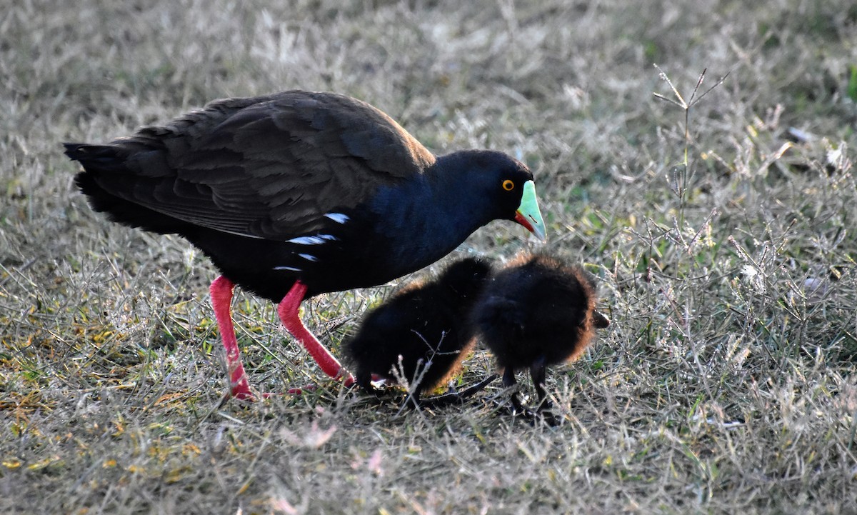 Black-tailed Nativehen - ML642424494