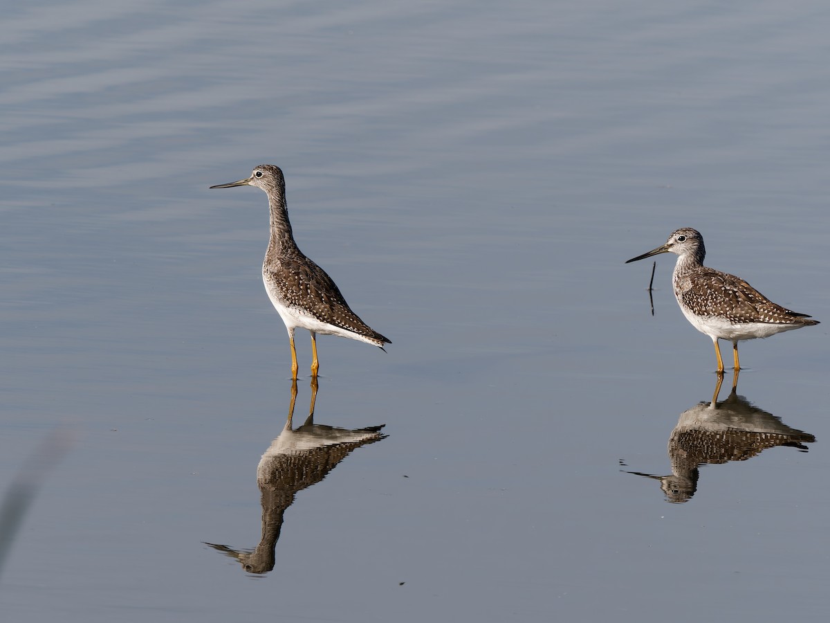 plystresnipe - ML642424502