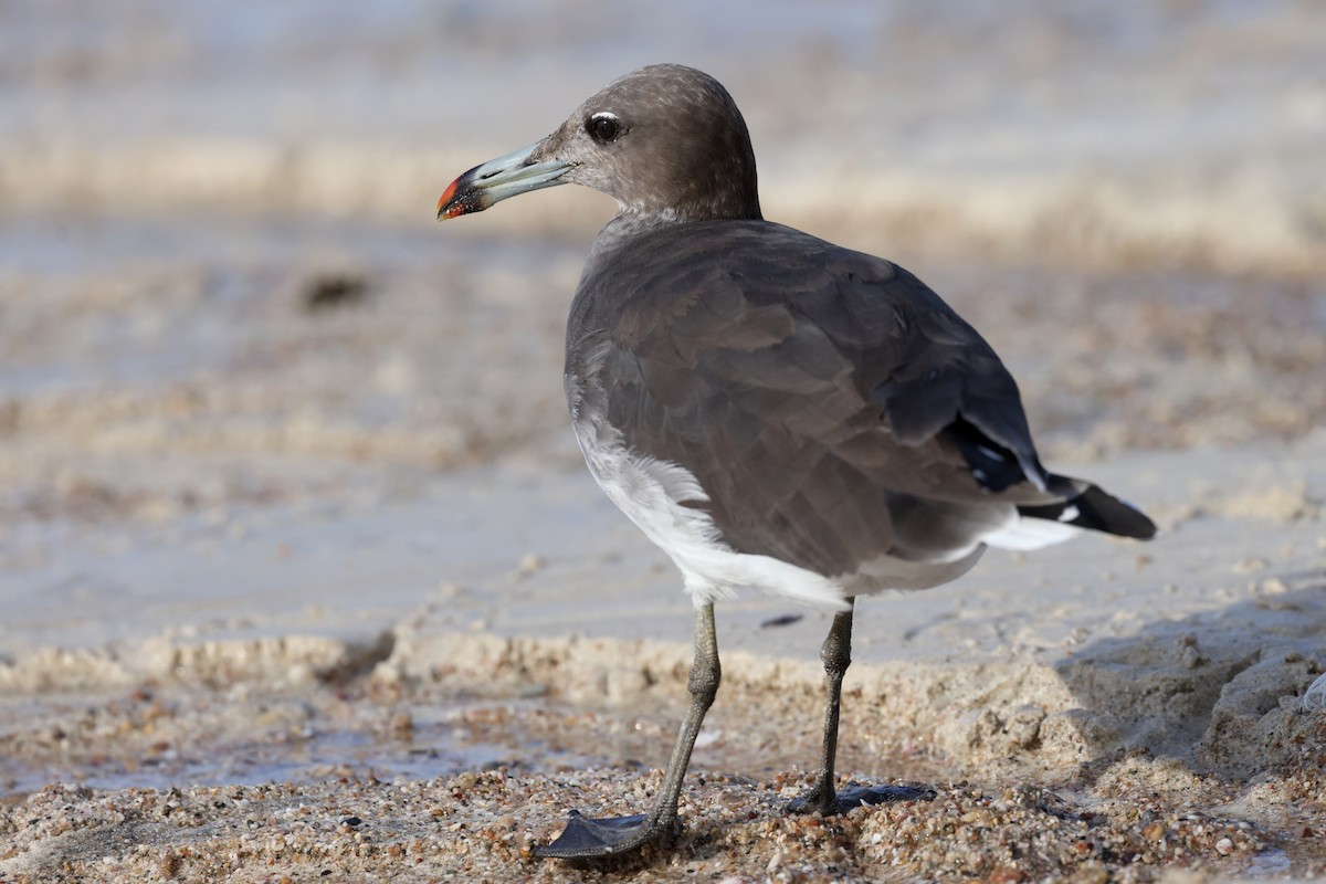Sooty Gull - ML642424508