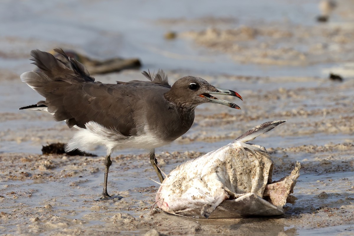 Sooty Gull - ML642424509