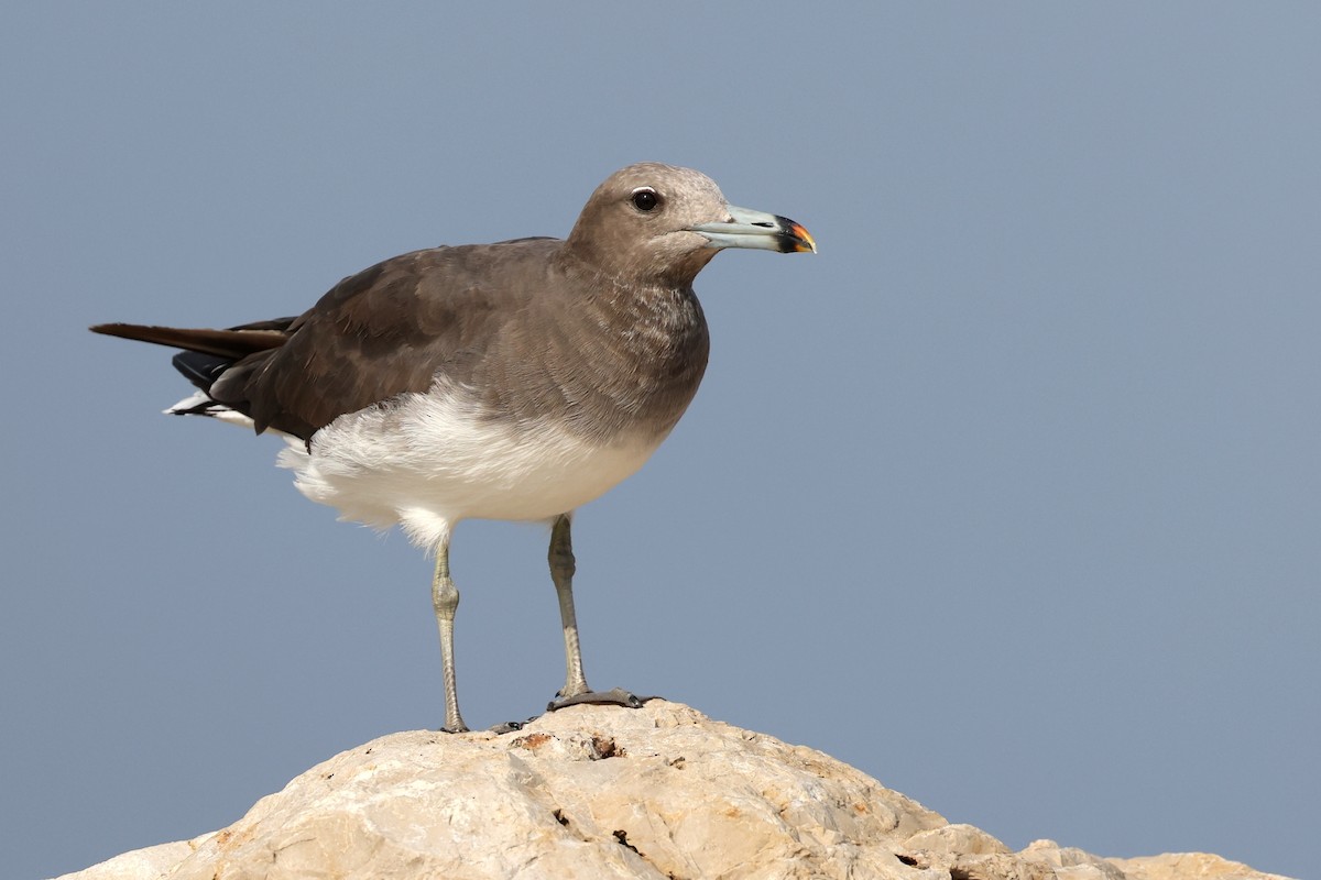 Sooty Gull - ML642424523