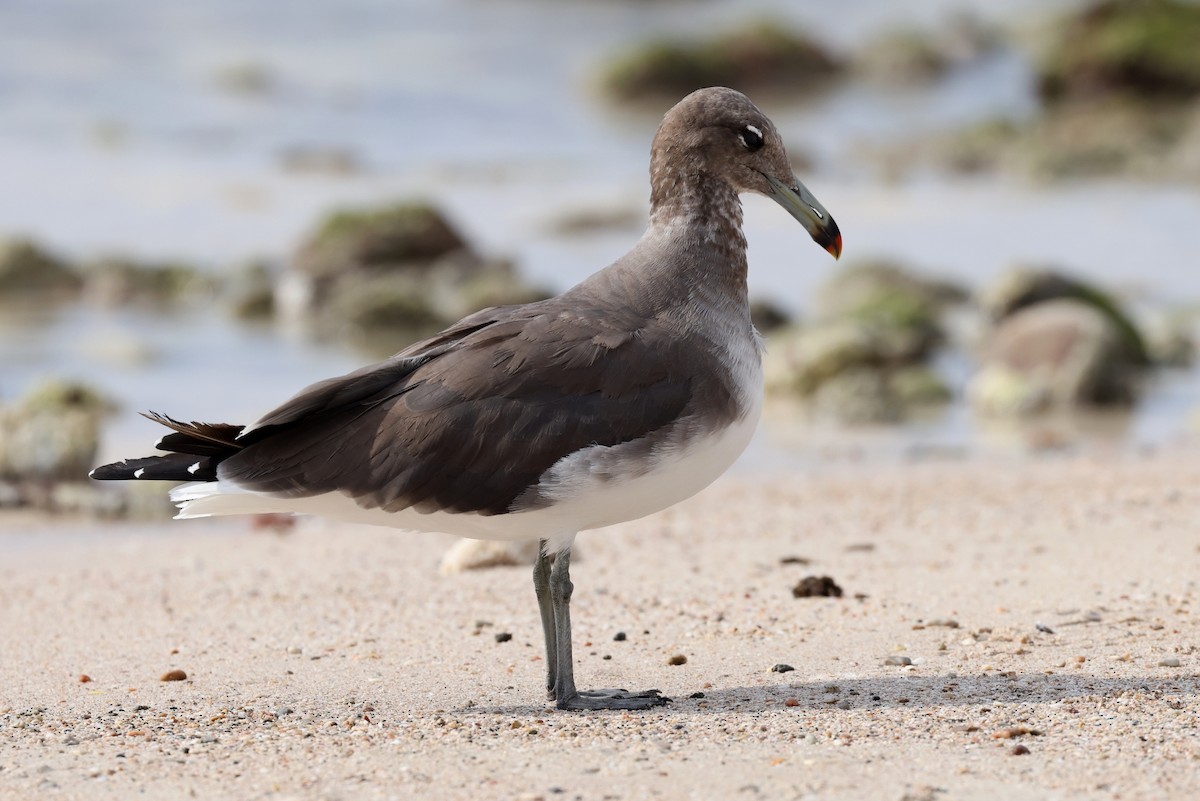Sooty Gull - ML642424525
