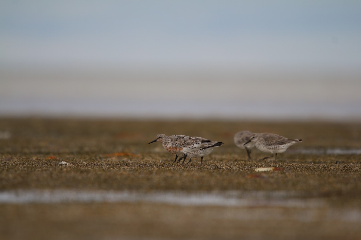 Red Knot - ML642424527