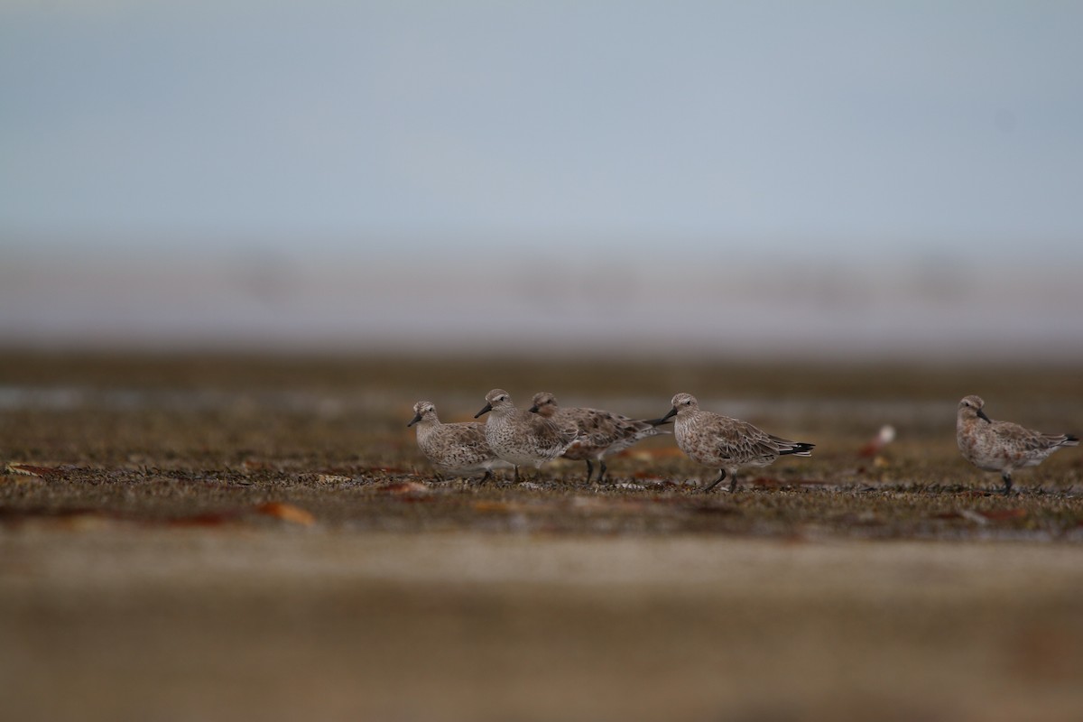Red Knot - ML642424550